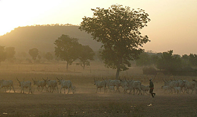 File:Fulani herd in the dust.jpg