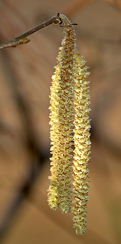 File:Hazel Catkins aka.jpg