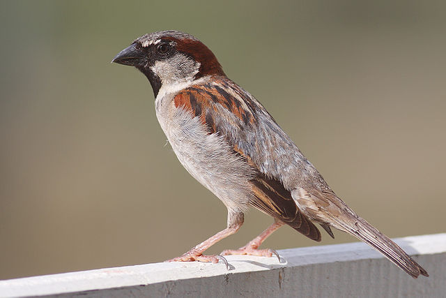 File:House Sparrow mar08.jpg