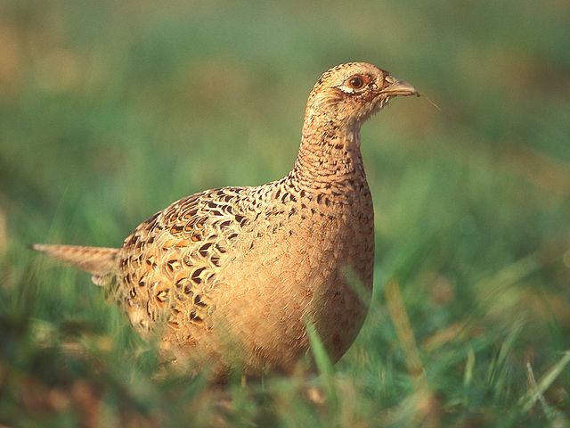 File:Phasianus colchicus 4 hen (Lukasz Lukasik).jpg