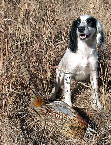 File:Kerygma Cockers Echo & Pheasant.JPG