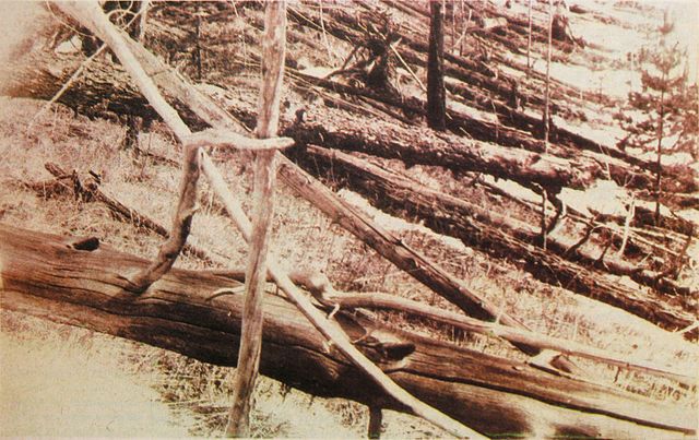 File:Tunguska event fallen trees.jpg
