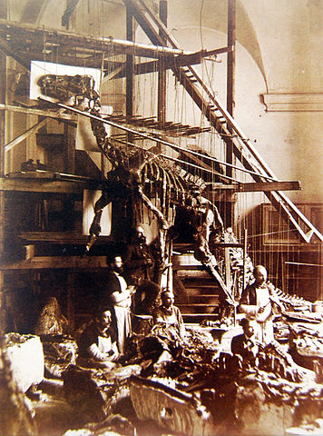 File:Bernissart Iguanodon mounted skeleton.jpg