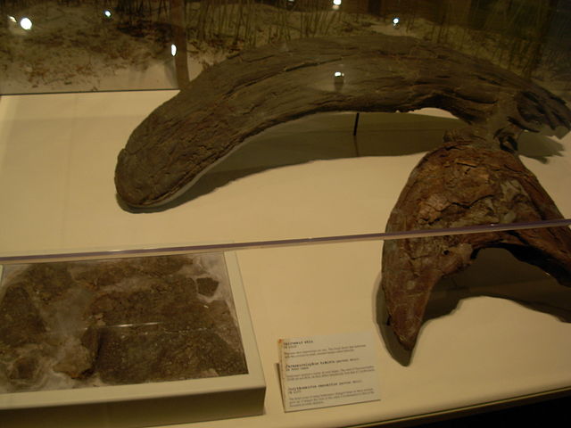 File:Hadrosauridae fossils at the CMNH.jpg