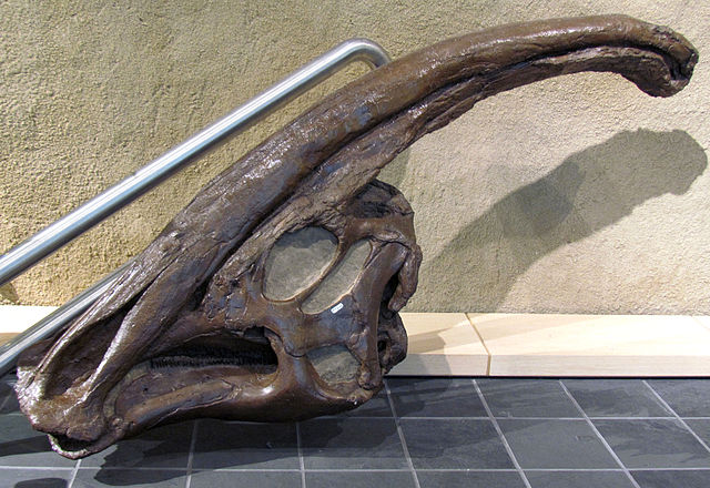 File:Head of Parasaurolophus.jpg