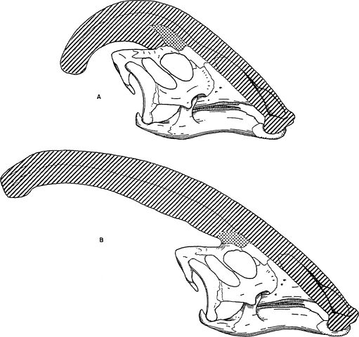 File:Parasaurolophus skulls.jpg