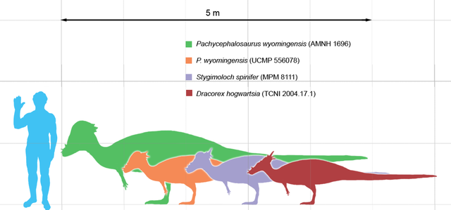 File:Pachycephalosaurus scale.png
