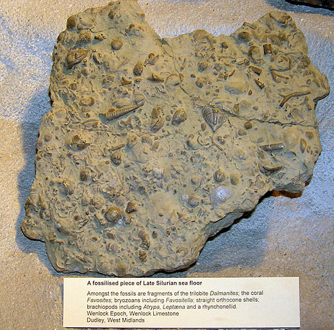 File:Late silurian sea bed arp.jpg