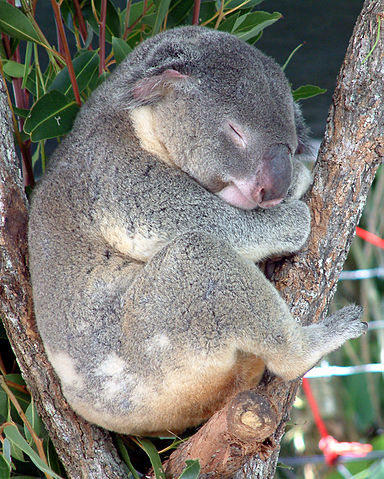 File:Australia Cairns Koala.jpg