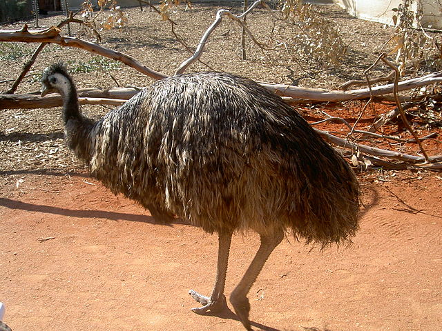 File:Emu showing feet.jpg