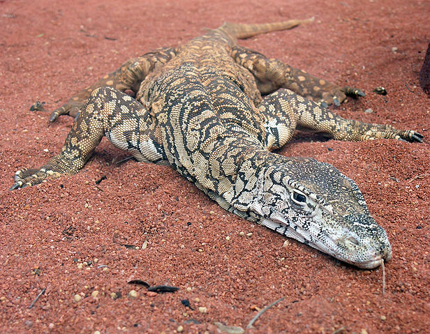 File:Perentie Lizard Perth Zoo SMC Spet 2005.jpg
