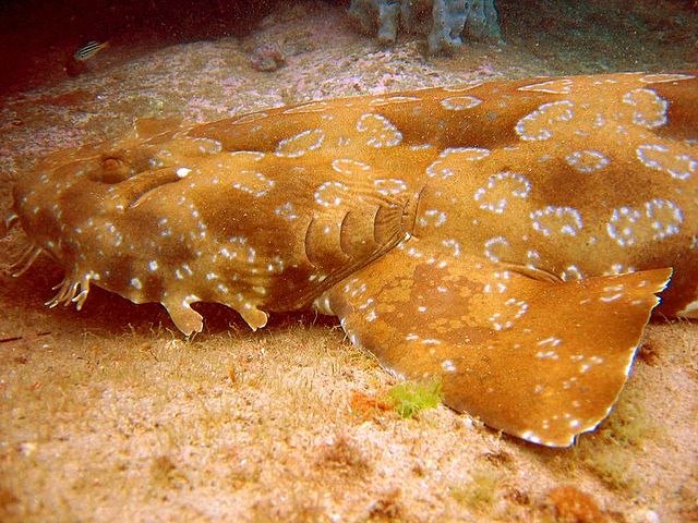File:Wobbegong.jpg