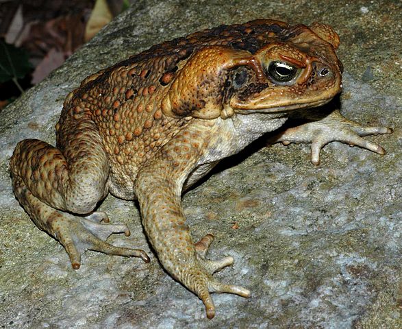 File:Bufo marinus from Australia.JPG