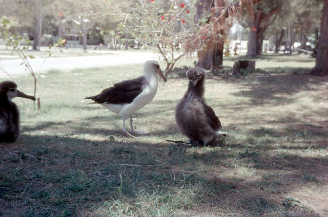 File:Laysan Albatross and chicks, Midway Island 1958.jpg