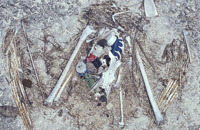 File:Laysan albatross chick remains.jpg
