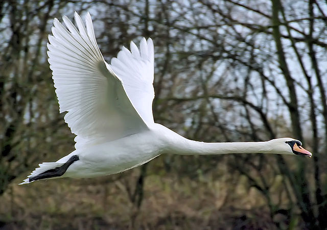 File:Mute swan flies arp.jpg
