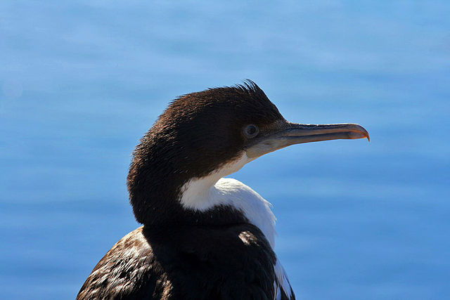 File:Cormoran Shag.jpg