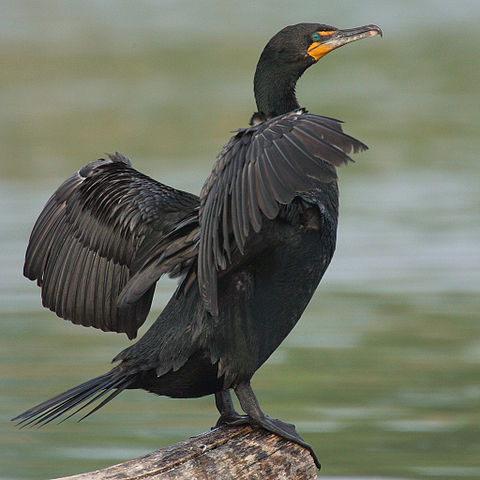 File:Phalacrocorax-auritus-007.jpg