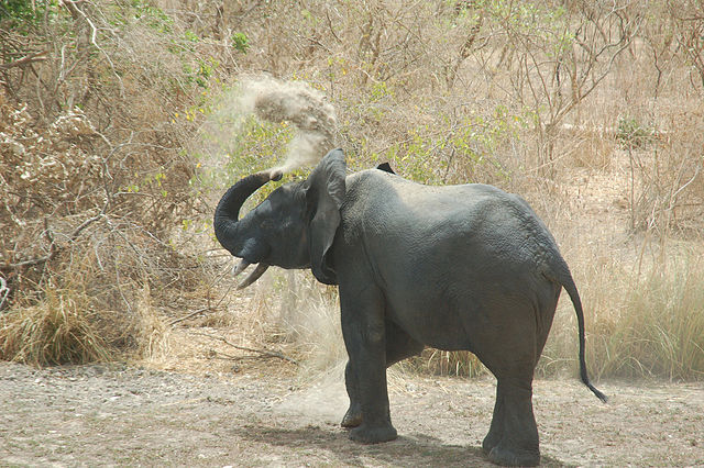 File:Elephant dust bath park w niger.jpg