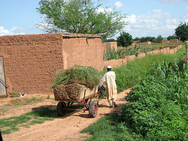 File:Niger millet Koremairwa 1214.jpg