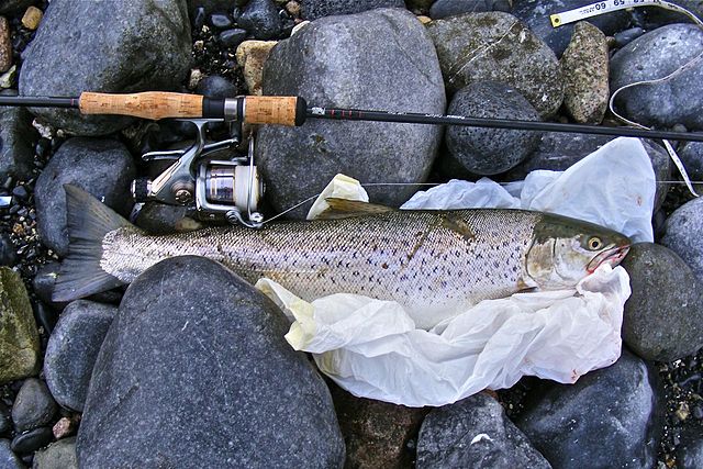File:Sea-Trout 2.72Kg - 60cm - Galway Bay, Ireland.jpg
