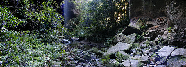 File:Forest in the bluemountains.jpg