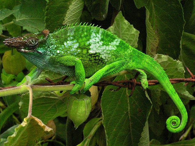 File:Chameleon - Tanzania - Usambara Mountains.jpg