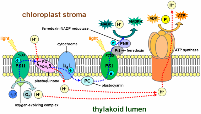 File:Thylakoid membrane.png