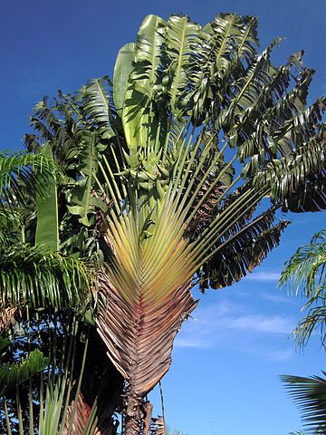 File:Ravenala madagascariensis Maui.jpg