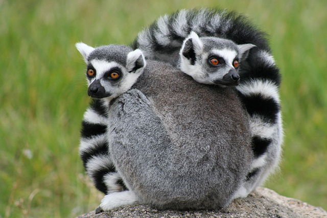 File:OaklandZooLemurs.jpg