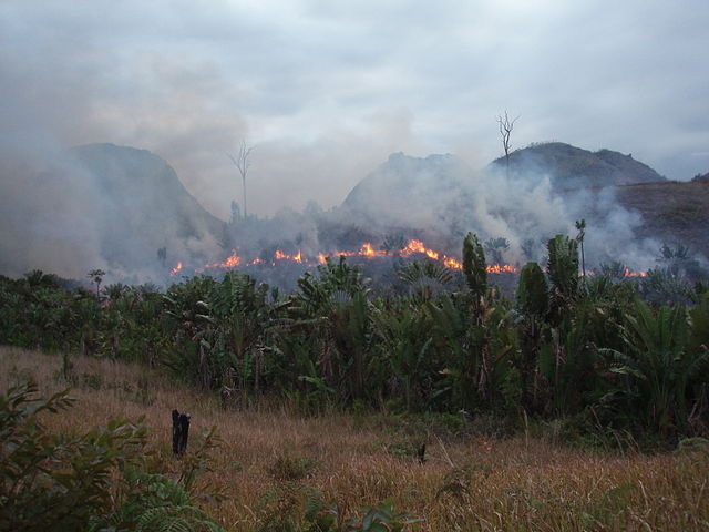 File:Manantenina bushfire.jpg