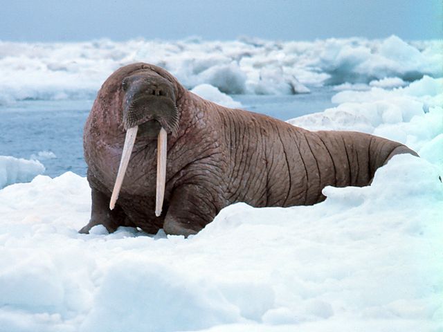 File:Noaa-walrus22.jpg