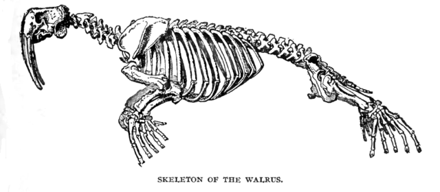 File:WalrusLyd2.png