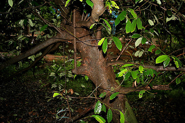 File:Myristica fragrans trunk W IMG 2464.jpg