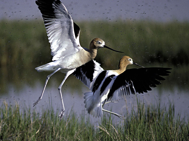File:American Avocet 2.jpg