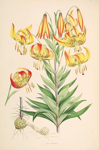 File:Lilium superbum.jpg