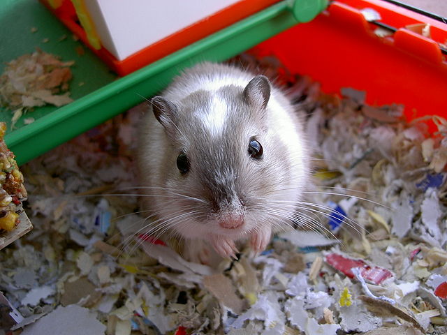 File:Gerbil.JPG