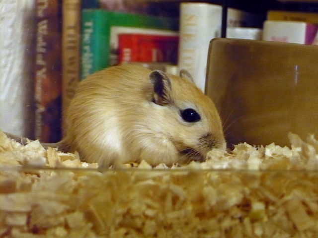 File:A young gerbil.jpg