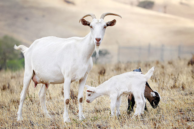 File:Goat family.jpg