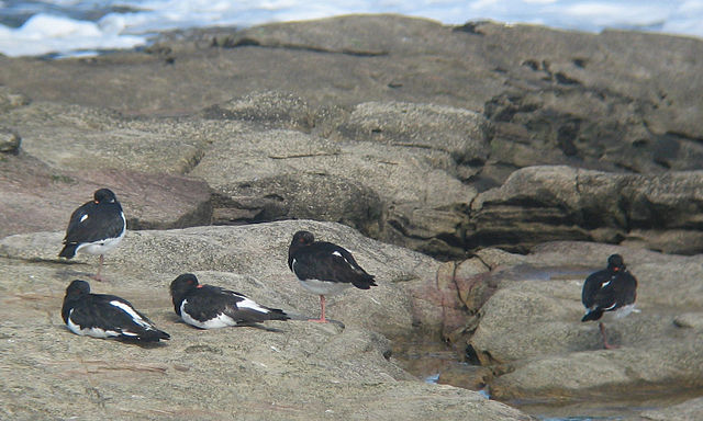 File:Haematopus ostralegus roost.jpg