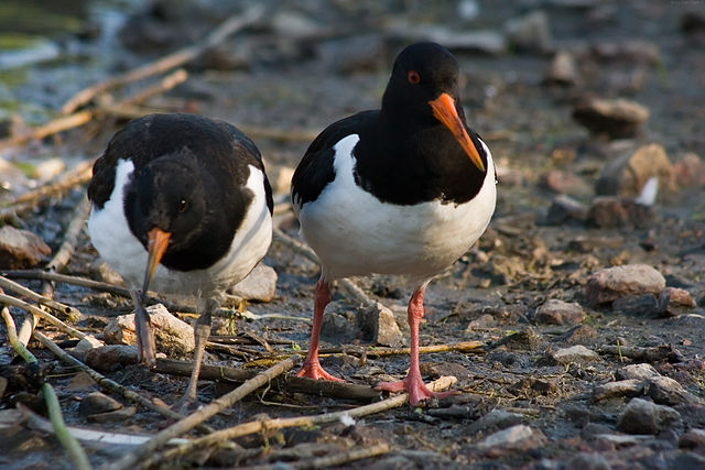 File:Haematopus ostralegus -Helsinki, Finland -adult and juvenile-8.jpg