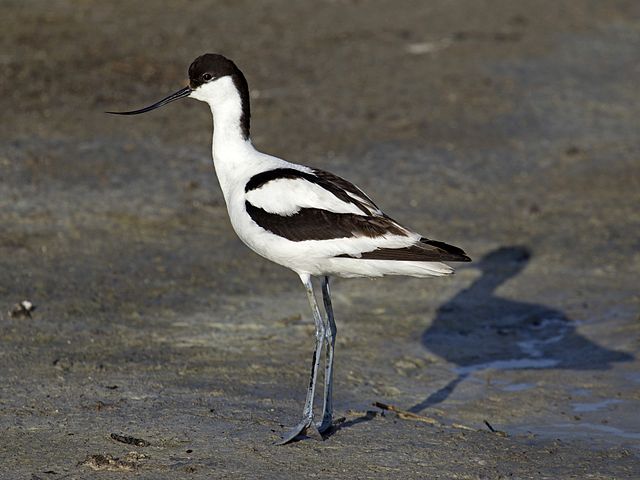 File:Pied Avocet Recurvirostra avosetta.jpg