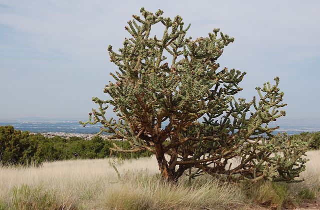 File:Cane Cholla, July Albuquerque.JPG