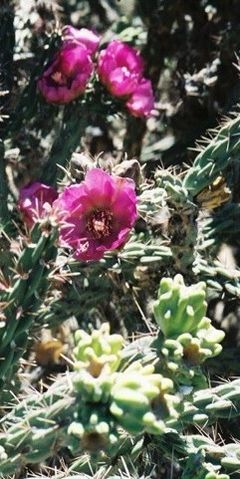 File:Cholla flowers2.jpg