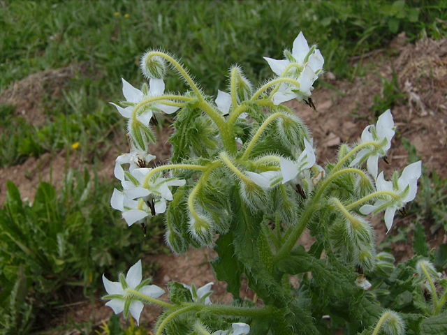 File:Borago officinalis white flower.jpg