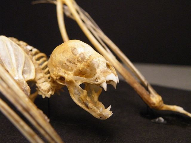 File:Vampire bat skeleton face.jpg
