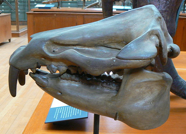 File:Moeritherium lyonsi skull.JPG