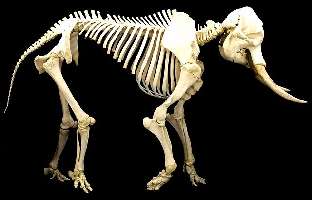File:Elephant skeleton.jpg