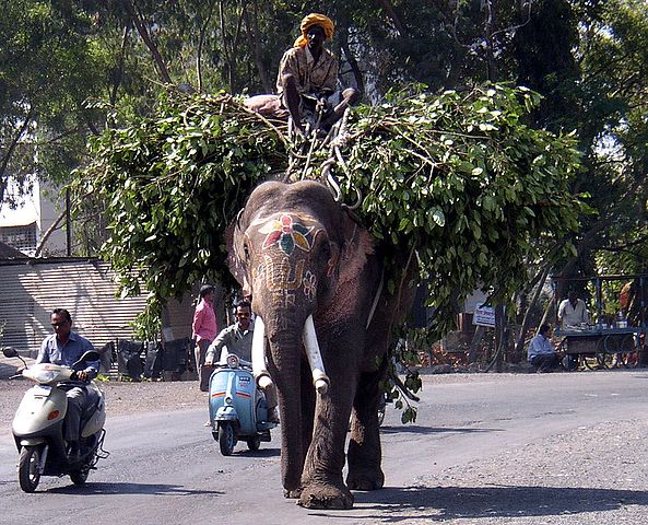 File:Elefant pune.jpg
