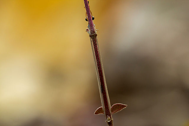 File:Antlion - കുഴിയാന.jpg